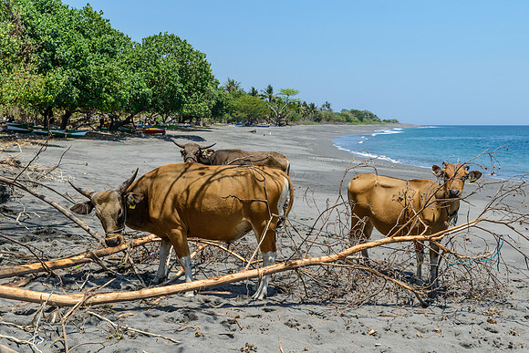 Liquiçá Beach