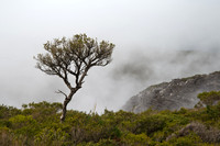 Bluff Knoll