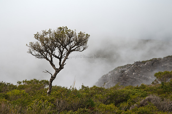 Bluff Knoll