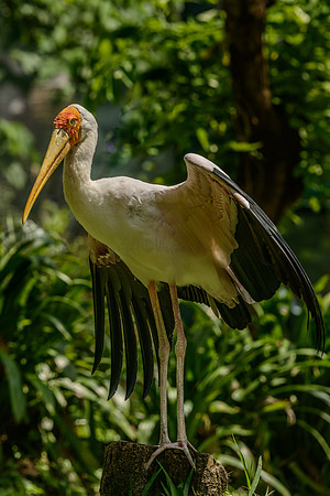 Yellow Billed Stork