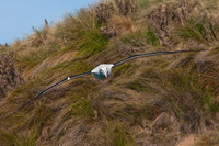 Royal Albatross, Otago Peninsula