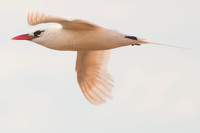 Redtailed tropicbird