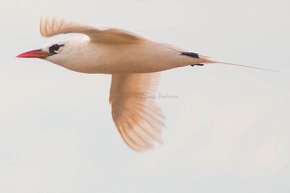 Redtailed tropicbird