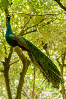 Bird of Paradise