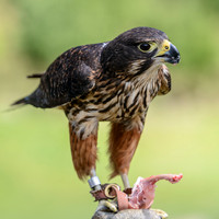 Falcon