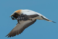 Cape Kidnappers gannet