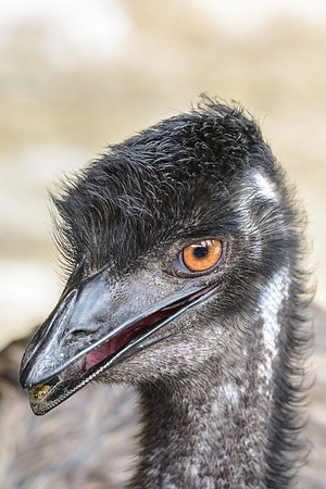 Emu
