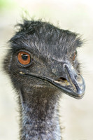 Emu