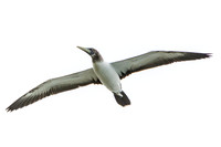 Masked booby