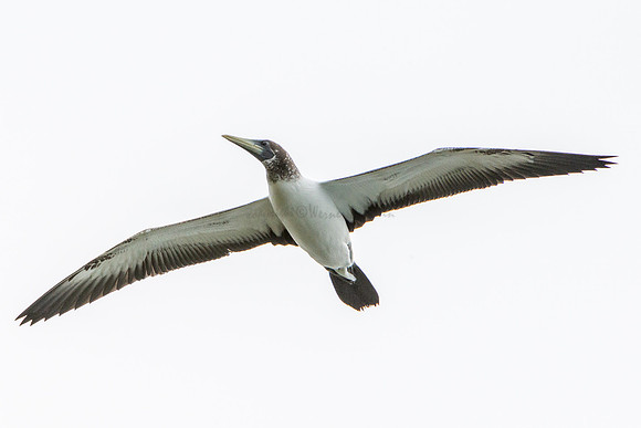 Masked booby