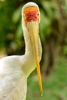 Yellow Billed Stork