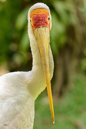 Yellow Billed Stork