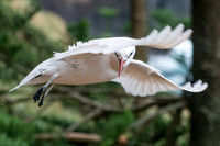 Seabird