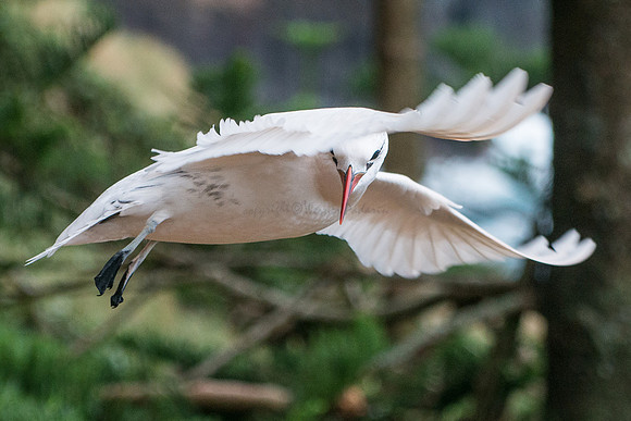 Seabird