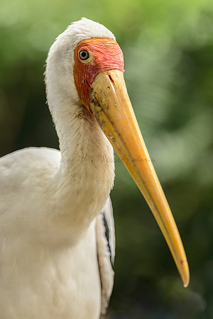Yellow Billed Stork