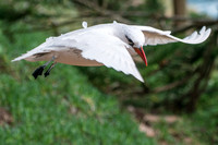 Seabird
