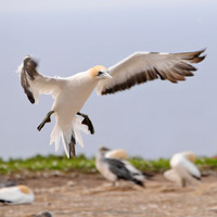 Cape Kidnappers gannets