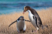 Yellow-eyed Penguins, New Zealand