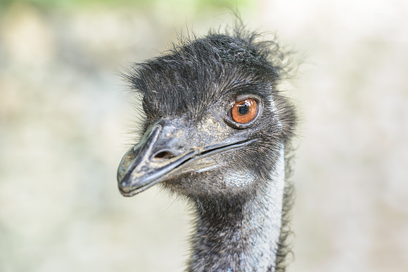 Emu