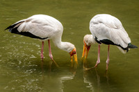 Yellow Billed Stork