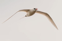 Redtailed tropicbird