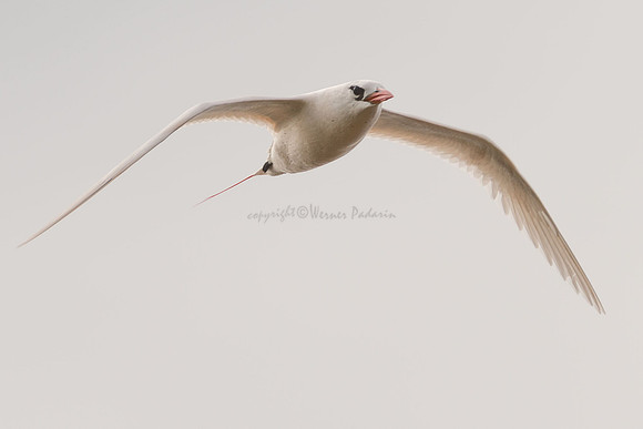 Redtailed tropicbird