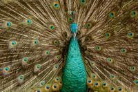 Bird of Paradise