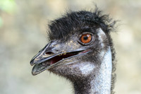Emu