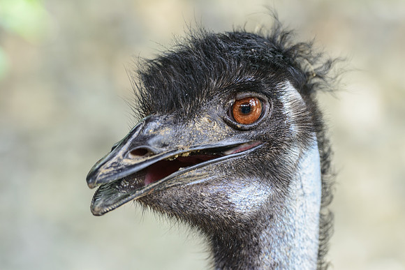 Emu
