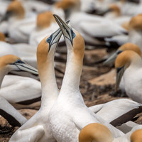 Cape Kidnappers gannets