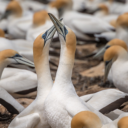Cape Kidnappers gannets