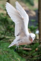 Seabird