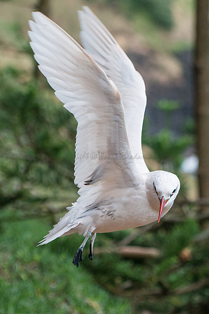 Seabird