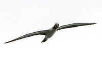 Masked booby