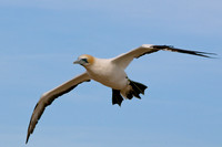 Cape Kidnappers gannet
