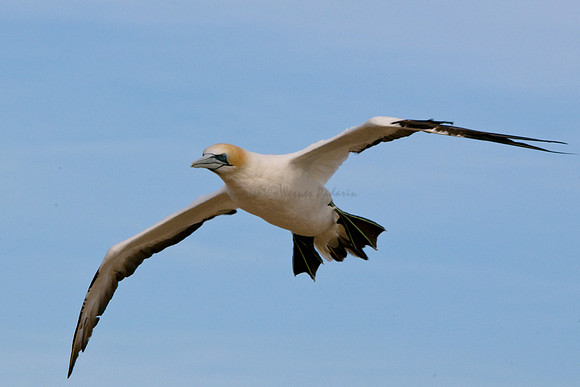 Cape Kidnappers gannet