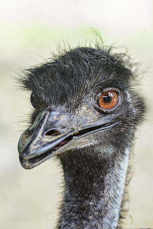 Emu