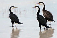 Cormorants