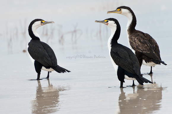 Cormorants