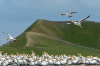 Cape Kidnappers gannets