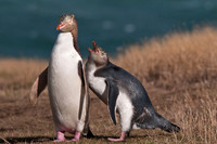 Yellow-eyed Penguins, New Zealand