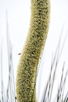 Grass tree flower