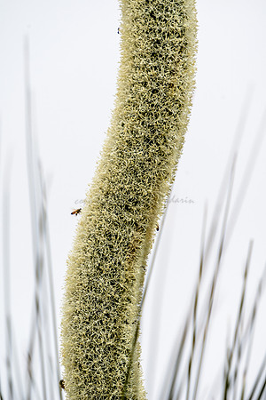 Grass tree flower