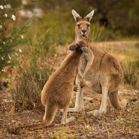 Kangaroos