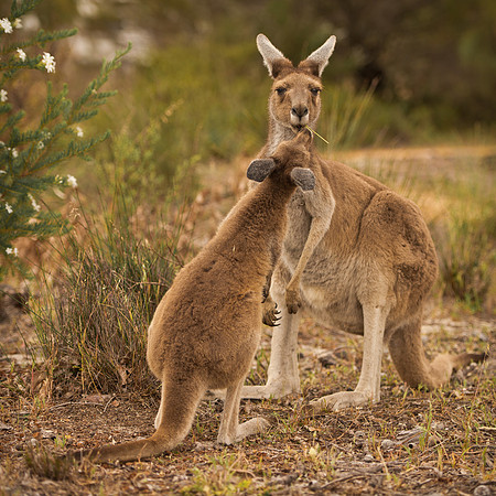 Kangaroos