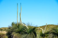 Grass trees