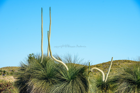 Grass trees