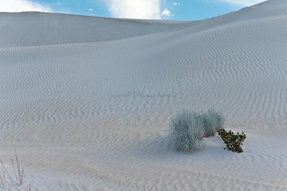 Lancelin sand dunes