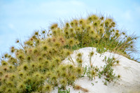 Sand dune