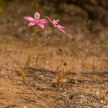 Pink Enamel Orchid